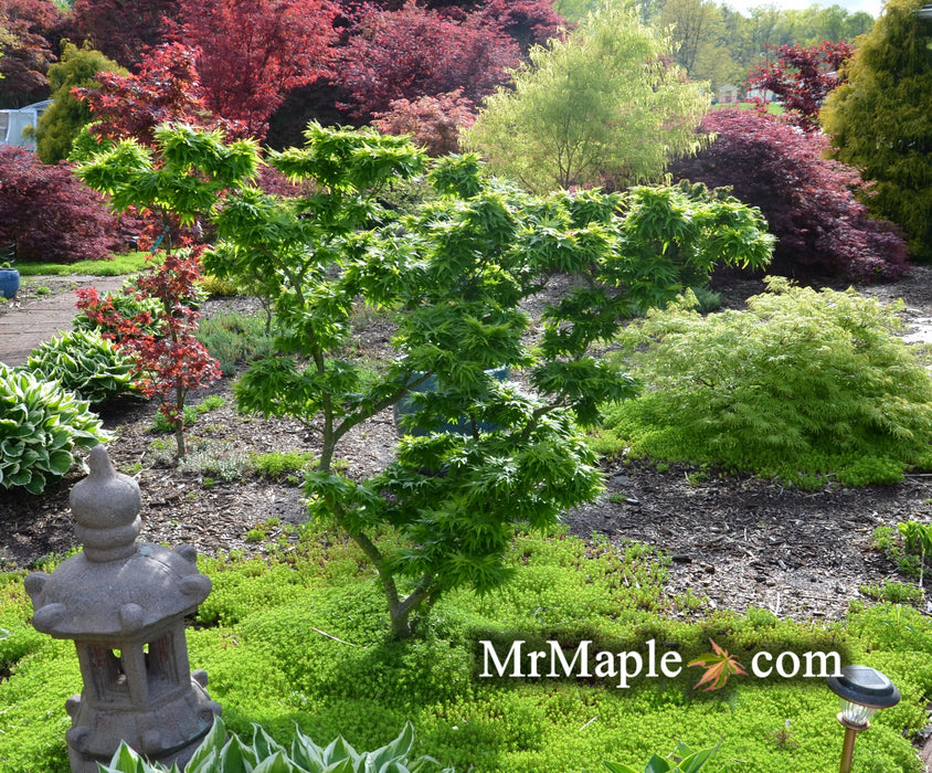 Acer palmatum 'Mikawa yatsubusa' Lollipop Dwarf Japanese Maple