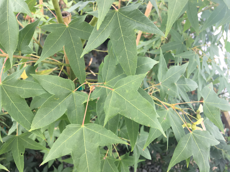 Acer oliverianum ssp oliverianum Go Wild! Wild Collected Chinese Maple