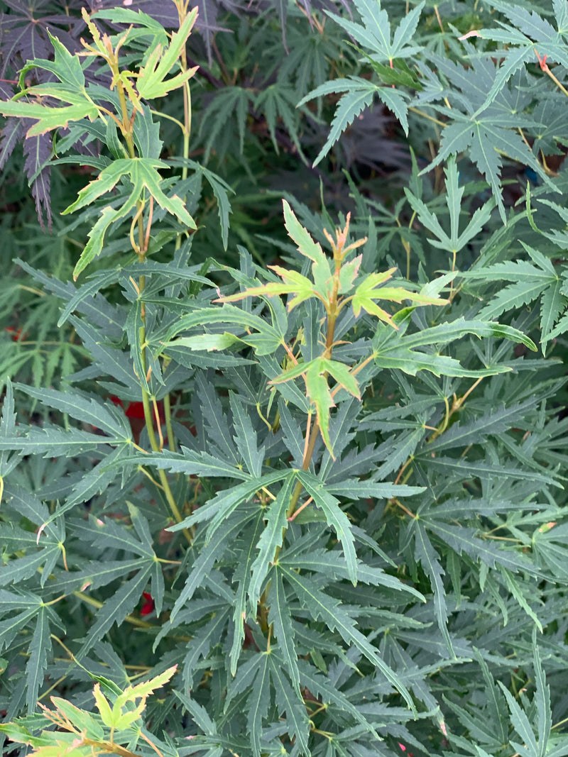 - Acer palmatum 'Green Strap' Rare Japanese Maple - Mr Maple │ Buy Japanese Maple Trees