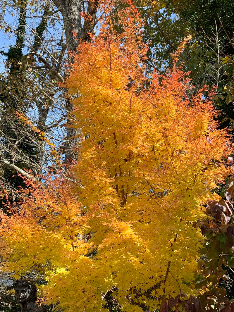 - Acer palmatum 'Sango kaku' Coral Bark Japanese Maple - Mr Maple │ Buy Japanese Maple Trees