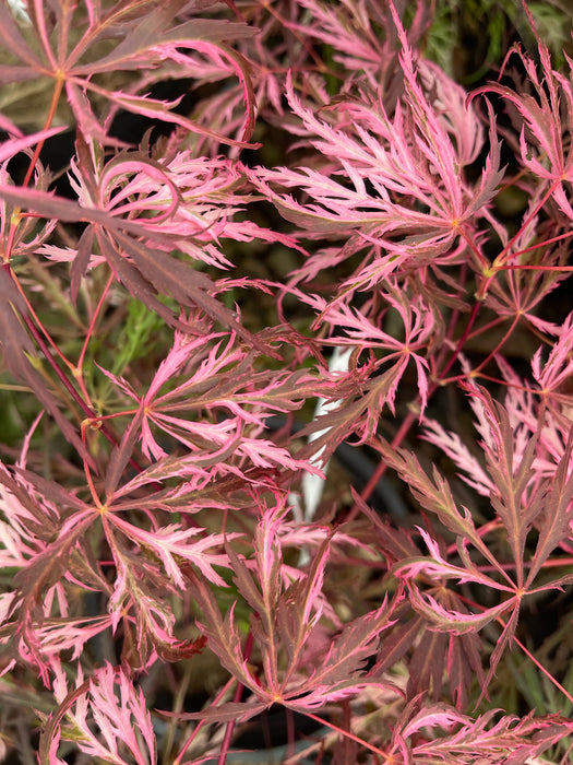 Acer palmatum 'Pink Ballerina' Japanese Maple