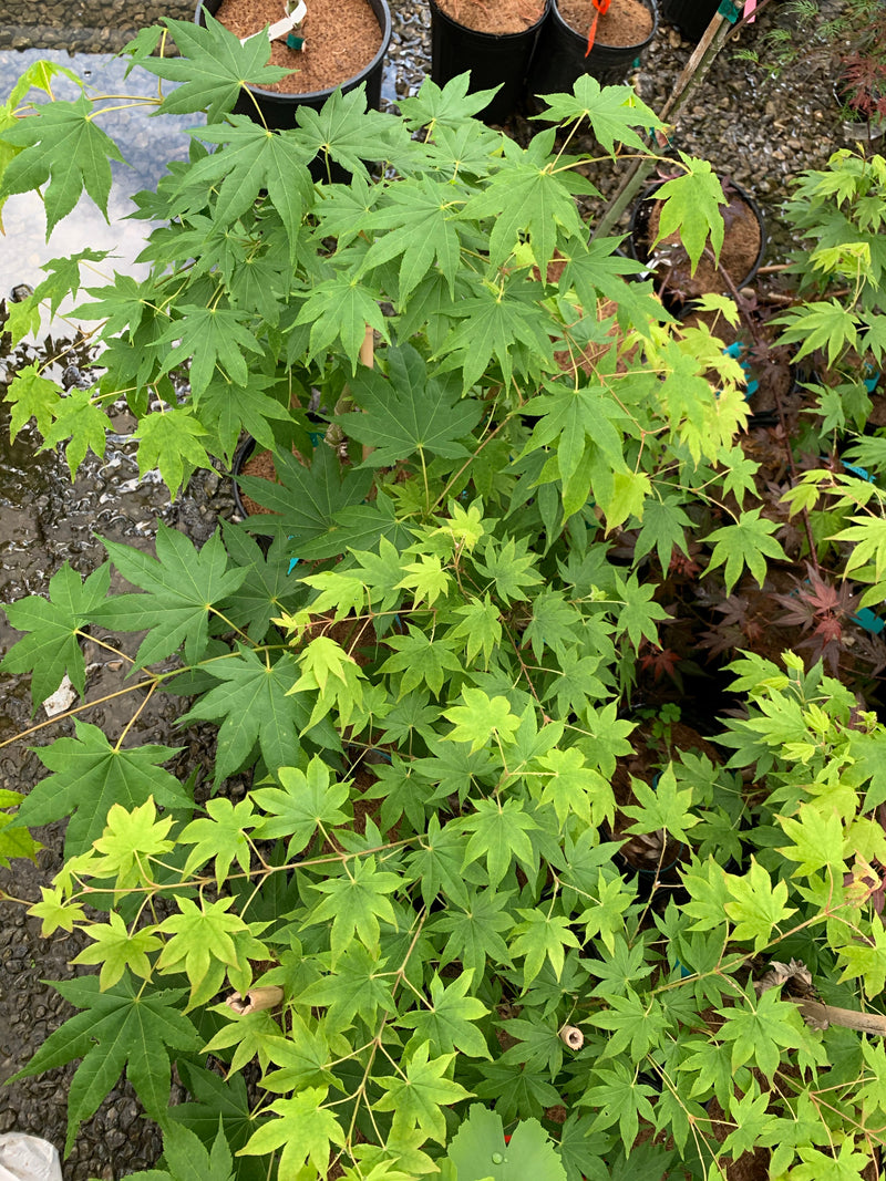 - Acer palmatum 'Rikuzen shidare' Weeping Japanese Maple - Mr Maple │ Buy Japanese Maple Trees