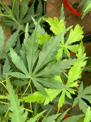 - Acer palmatum 'Fountain of Youth' Japanese Maple - Mr Maple │ Buy Japanese Maple Trees