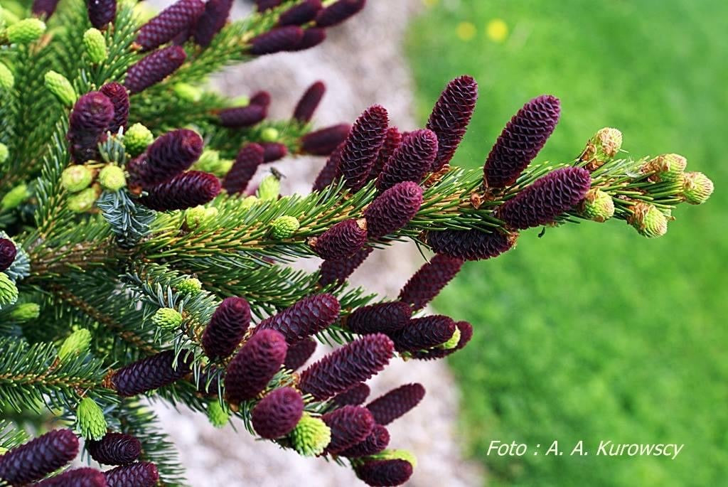 Picea bicolor ‘Howell’s Dwarf Tigertail’ Alcock’s Spruce