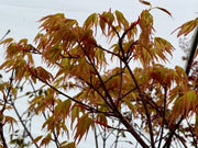 - Acer palmatum 'Alan's Gold' Pinebark Japanese Maple - Mr Maple │ Buy Japanese Maple Trees