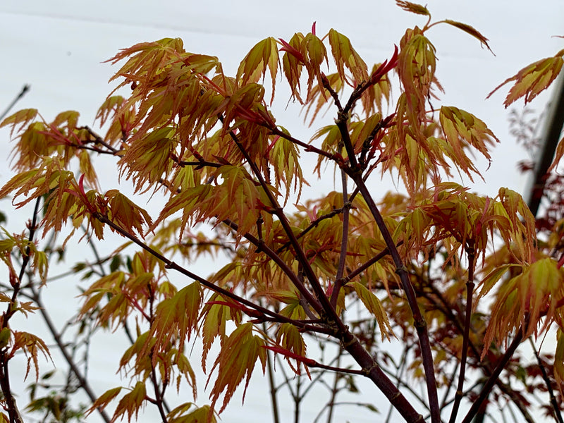 - Acer palmatum 'Alan's Gold' Pinebark Japanese Maple - Mr Maple │ Buy Japanese Maple Trees
