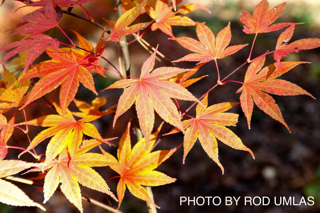 Acer palmatum 'Sharon' Japanese Maple