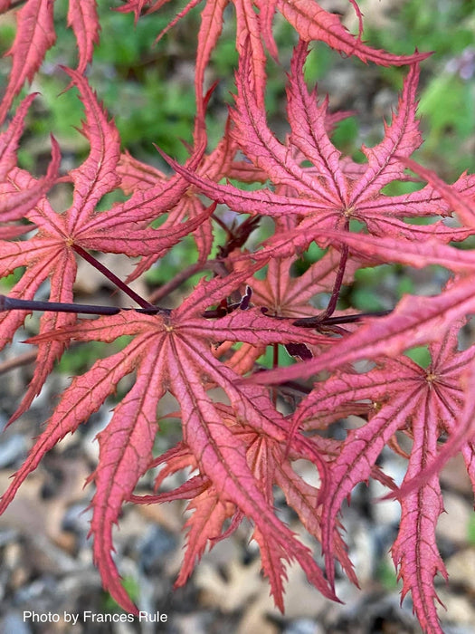 FOR PICKUP ONLY | Acer palmatum 'Uncle Ghost' Japanese Maple | DOES NOT SHIP