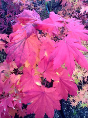 - Acer japonicum 'Yama kage' Mountain Shadows Full Moon Japanese Maple - Mr Maple │ Buy Japanese Maple Trees