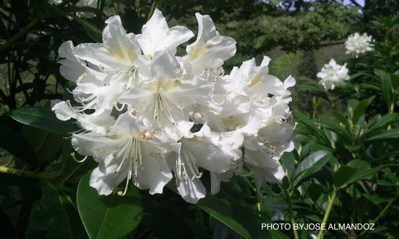 Rhododendron 'Cunningham White' White Blooms