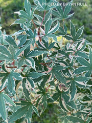 - Acer palmatum 'Beni shichihenge' Pink Variegated Japanese Maple - Mr Maple │ Buy Japanese Maple Trees