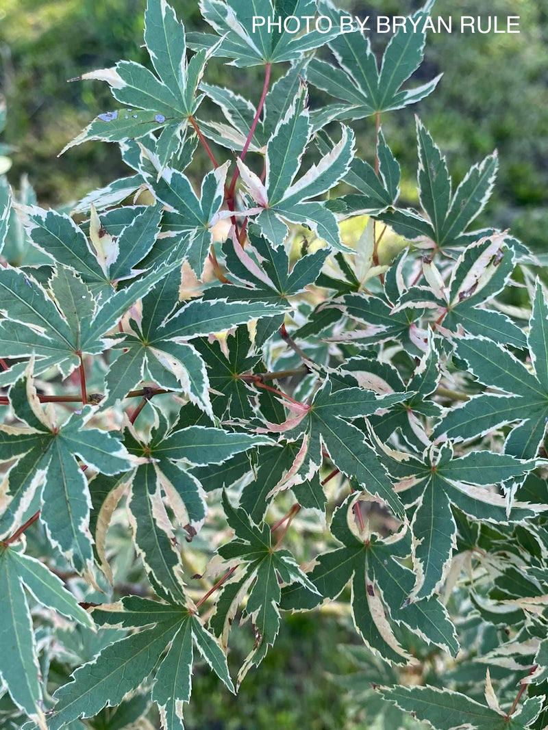- Acer palmatum 'Beni shichihenge' Pink Variegated Japanese Maple - Mr Maple │ Buy Japanese Maple Trees