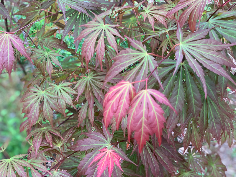 - Acer shirasawanum 'Bronze Age' Bronze Full Moon Japanese Maple - Mr Maple │ Buy Japanese Maple Trees