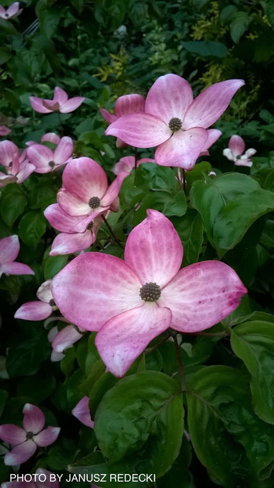 Cornus kousa 'Satomi’ Pink Flowering Chinese Dogwood