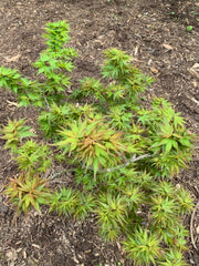 - Acer palmatum 'Koi' Dwarf Japanese Maple - Mr Maple │ Buy Japanese Maple Trees
