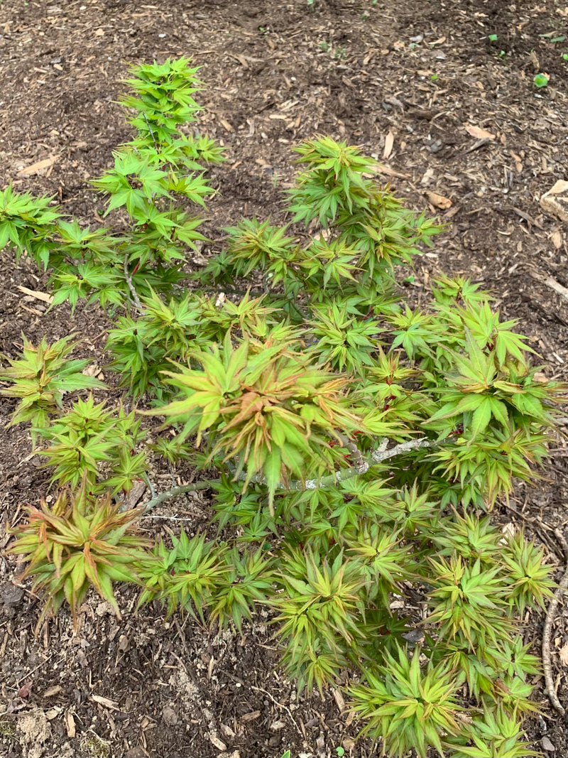 - Acer palmatum 'Koi' Dwarf Japanese Maple - Mr Maple │ Buy Japanese Maple Trees