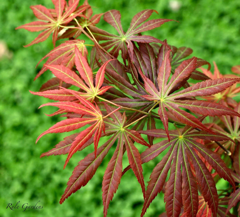Acer shirasawanum 'Bronze Age' Bronze Full Moon Japanese Maple