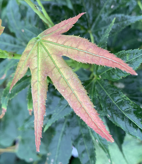 Acer palmatum 'Gold Reticulated' Japanese Maple