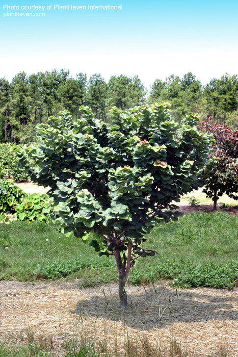 Cercis canadensis 'Little Woody' Dwarf Layering Redbud Tree