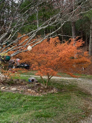 - Acer palmatum 'Kristin's Star' Japanese Maple - Mr Maple │ Buy Japanese Maple Trees