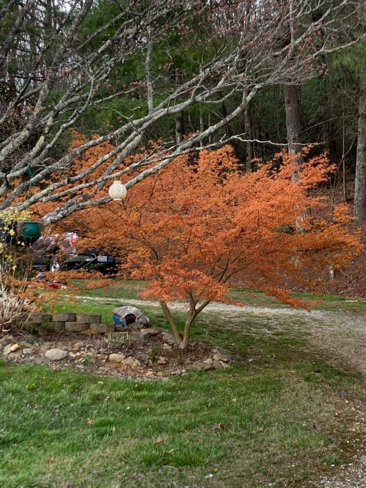 - Acer palmatum 'Kristin's Star' Japanese Maple - Mr Maple │ Buy Japanese Maple Trees