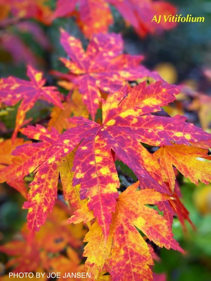 - Acer japonicum 'Vitifolium' Large Leaf Full Moon Japanese Maple - Mr Maple │ Buy Japanese Maple Trees