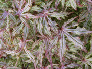 - Acer palmatum 'Strawberry Spring' Reticulated Japanese Maple - Mr Maple │ Buy Japanese Maple Trees