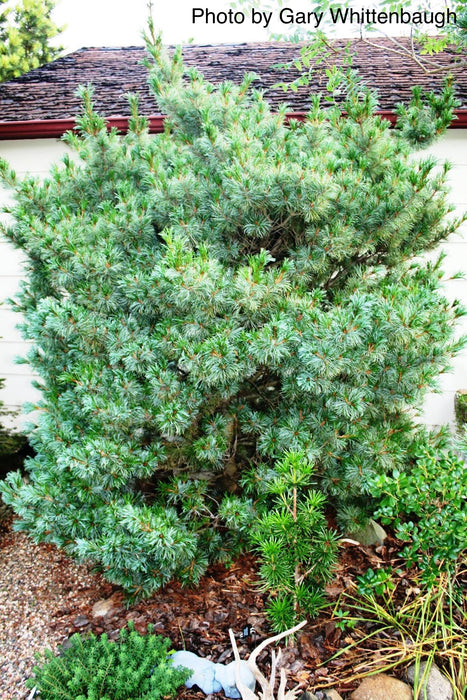 Pinus parviflora 'Bergman' Japanese White Pine Tree