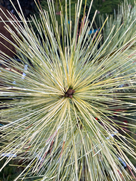 Pinus wallichiana 'Zebrina' Himalayan Pine Tree