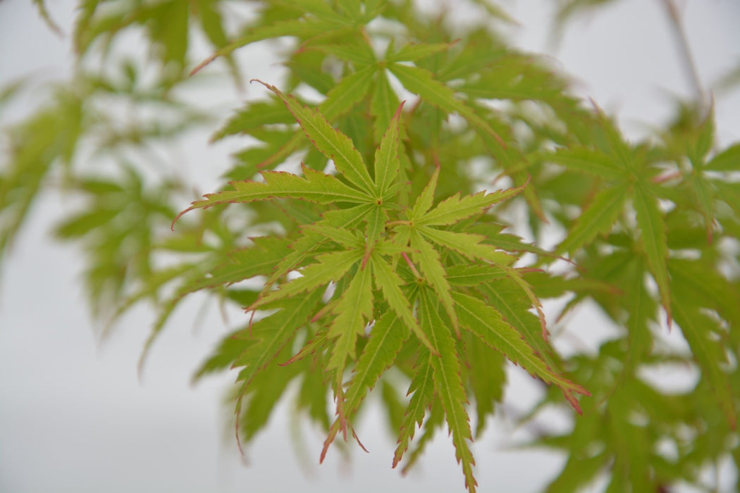 Acer palmatum 'Mure hibari' Japanese Maple