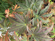 - Acer shirasawanum 'Bronze Age' Bronze Full Moon Japanese Maple - Mr Maple │ Buy Japanese Maple Trees