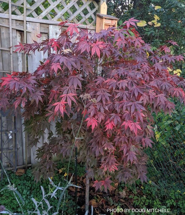 Acer palmatum 'Edna Bergman' Japanese Maple