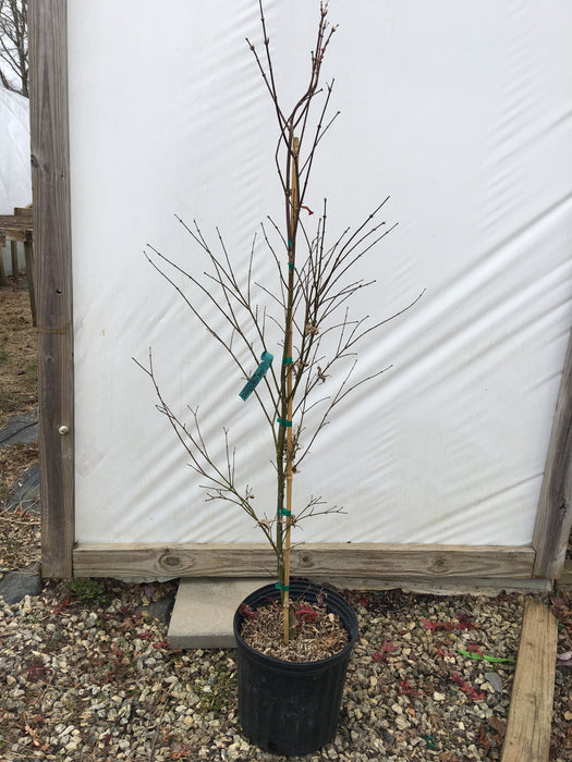 Acer palmatum 'Donzuro bo' Japanese Maple