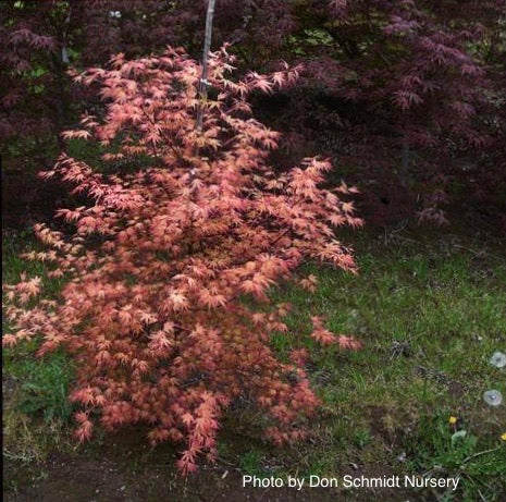 Acer palmatum 'Coral Magic' Pink Japanese Maple