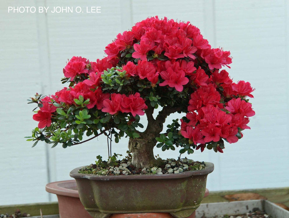 Azalea 'Hino Crimson’ Red Flowering Kurume Azalea