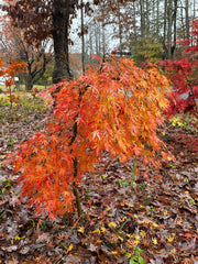 - Acer palmatum 'Fountain of Youth' Japanese Maple - Mr Maple │ Buy Japanese Maple Trees