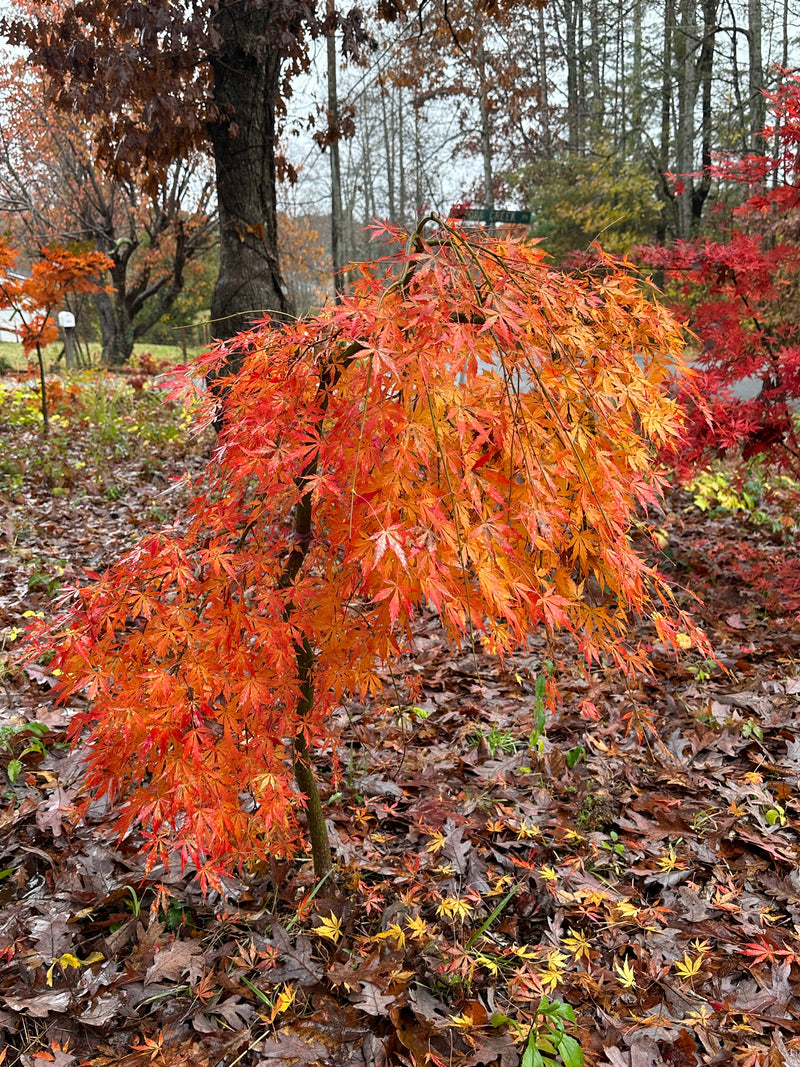 - Acer palmatum 'Fountain of Youth' Japanese Maple - Mr Maple │ Buy Japanese Maple Trees