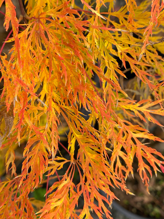 Acer palmatum 'Ellen' Japanese Maple