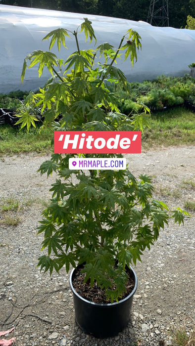 Acer palmatum 'Hitode' Starfish Japanese Maple