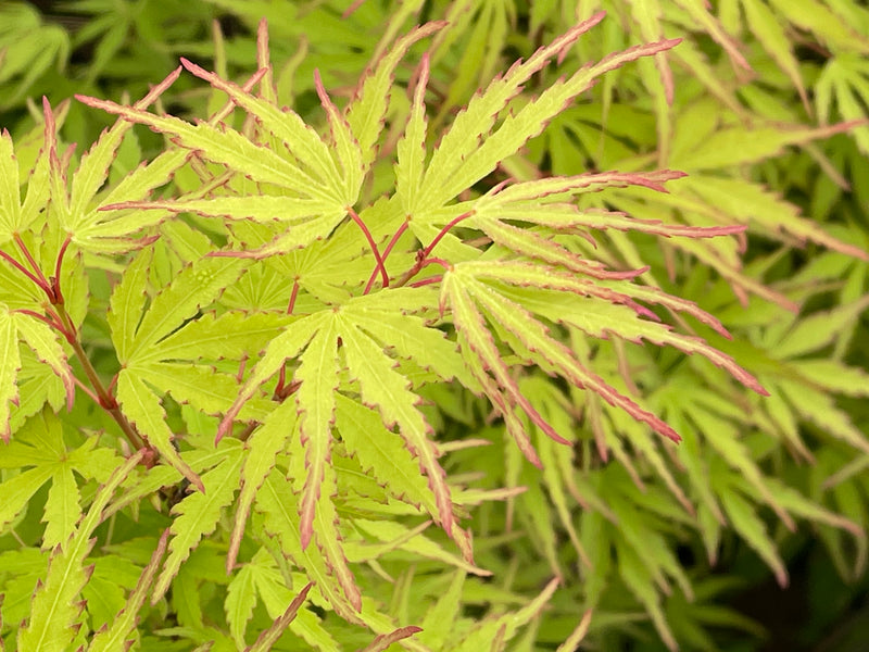 - Acer palmatum 'Green Strap' Rare Japanese Maple - Mr Maple │ Buy Japanese Maple Trees