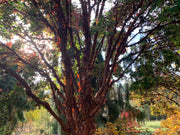 - Acer griseum - Paperbark Maple - Mr Maple │ Buy Japanese Maple Trees