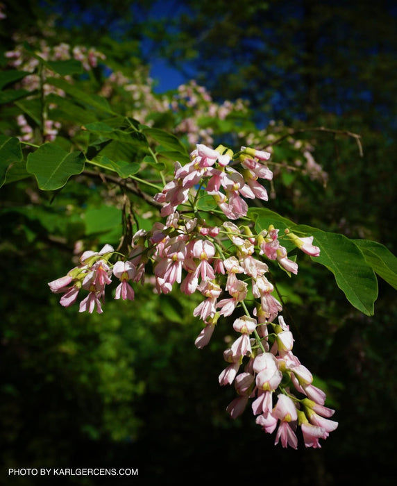 Cladrastis kentukea 'Perkin’s Pink' Flowering Yellowwood Tree