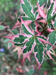 - Acer palmatum 'Beni shichihenge' Pink Variegated Japanese Maple - Mr Maple │ Buy Japanese Maple Trees