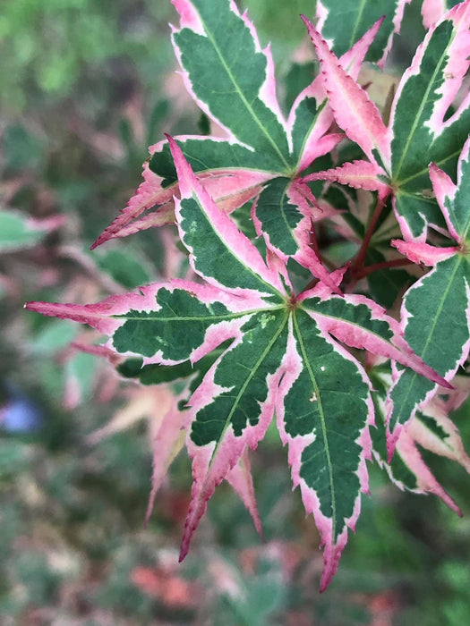 Acer palmatum 'Beni shichihenge' Pink Variegated Japanese Maple