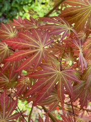- Acer shirasawanum 'Bronze Age' Bronze Full Moon Japanese Maple - Mr Maple │ Buy Japanese Maple Trees