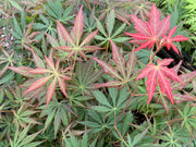 - Acer shirasawanum 'Bronze Age' Bronze Full Moon Japanese Maple - Mr Maple │ Buy Japanese Maple Trees