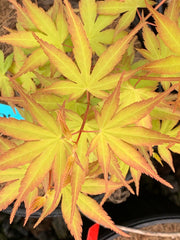 - Acer palmatum 'Alan's Gold' Pinebark Japanese Maple - Mr Maple │ Buy Japanese Maple Trees