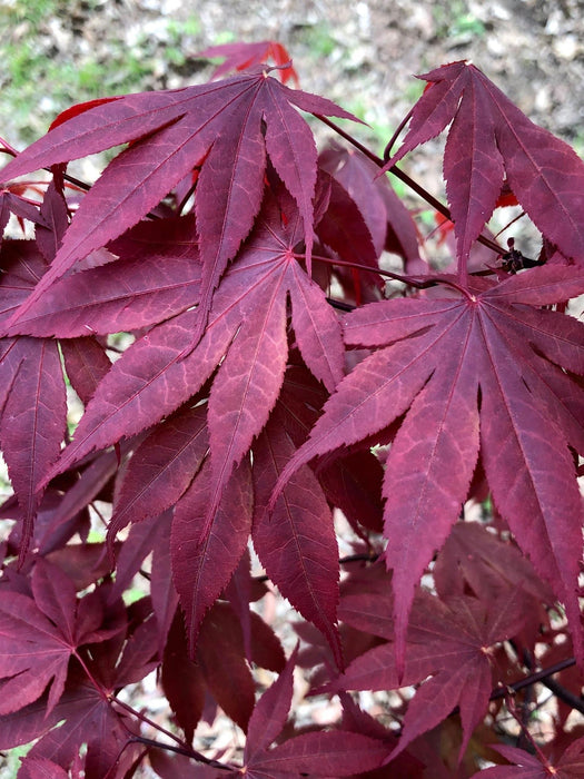 Acer palmatum 'Livy' Dwarf Red Japanese Maple