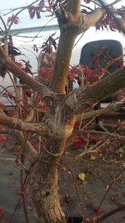 - Acer palmatum 'Ruby de Sofia’ Japanese Maple - Mr Maple │ Buy Japanese Maple Trees