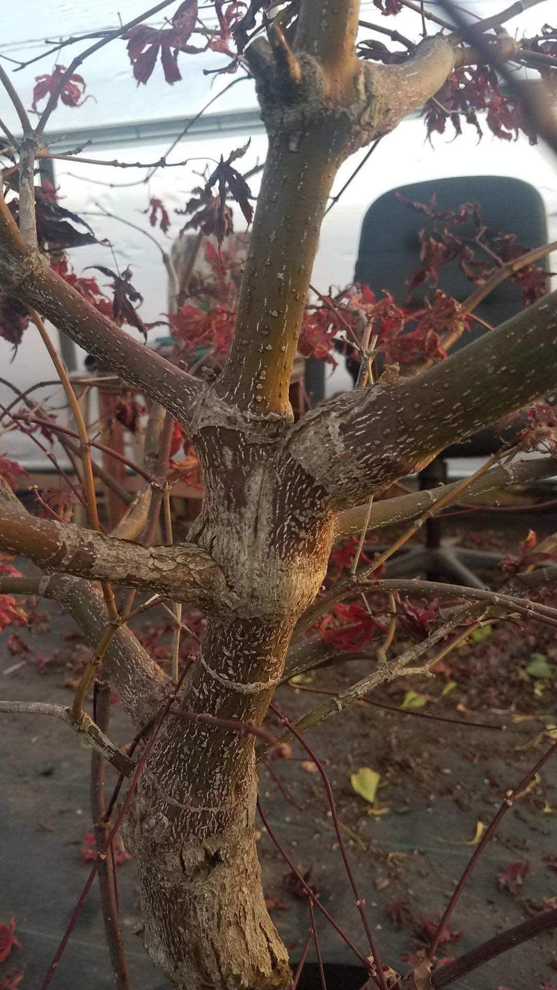 - Acer palmatum 'Ruby de Sofia’ Japanese Maple - Mr Maple │ Buy Japanese Maple Trees